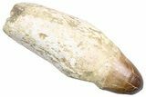 Fossil Rooted Mosasaur (Prognathodon currii) Tooth - Rare Type #384209-1